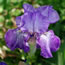 Iris germanica Purple Pepper